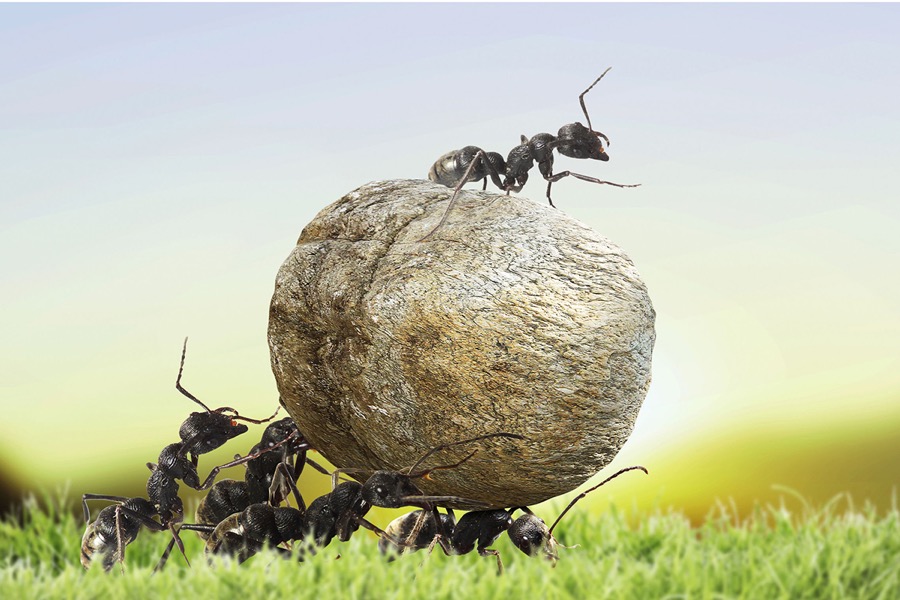 Ants cleaning. In weigt ants outweigh humans 4 times