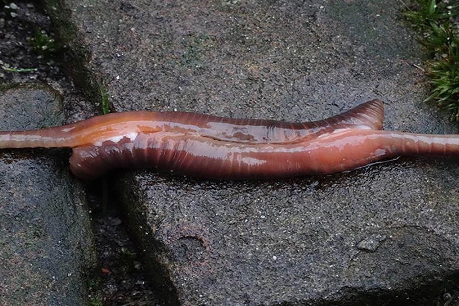 Mating earthworms