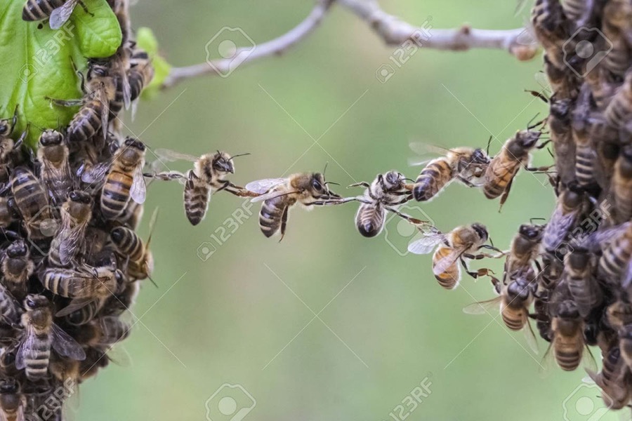 Bees working together