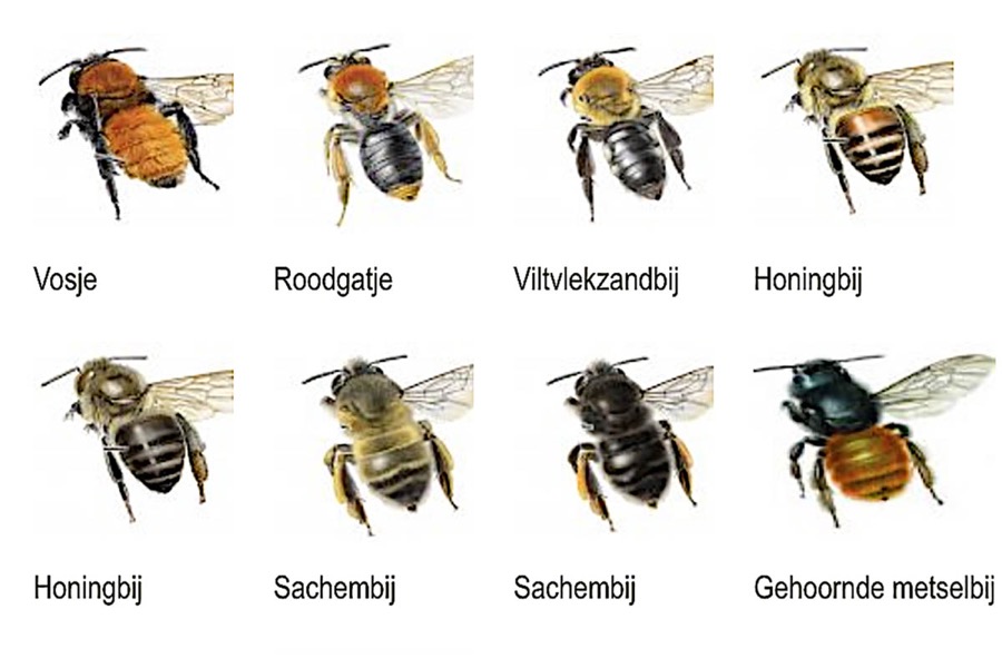 Bee species in Netherlands